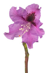 Wall Mural - rhododendron flower isolated