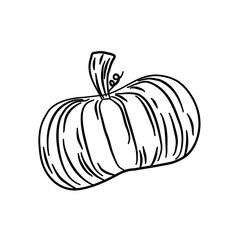 Sticker - summer squash pumpkin vegetarian line illustration