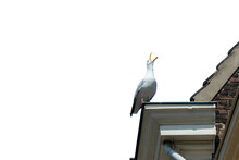 Gull Screaming On A Roof  Isolated  In A Transparent Background