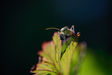 Canvas Print - Macro of a bug in the late evening light