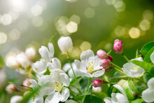 Blooming Tree With White Flowers Against On Bright Sunny Day. A Delightful Airy Artistic Image With Sunlight Highlights. Shallow Depth Of Field.