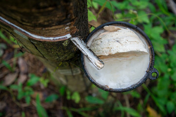 Poster - THAILAND PRACHUAP BANG SAPHAN RUBBER TREE