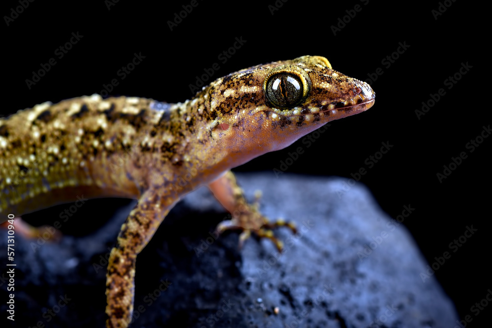 Rock gecko on a black background
