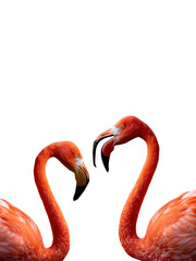 Canvas Print - two Flamingo portrait isolated on white background