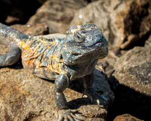 Iguana en roca 