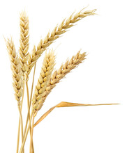 Sheaf Of Wheat Ears, Isolated On Transparent Background. Png Format.