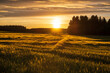 © Sofie K - Golden sunset over the field. Österbotten/Pohjanmaa, Finland