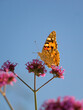 Painted lady (Vanessa cardui) during summer