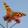 Painted lady (Vanessa cardui) during summer