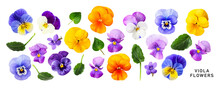 Viola Pansy Flower. Beautiful Spring Flowers And Leaves Set. PNG Isolated With Transparent Background. Flat Lay, Top View. Without Shadow.