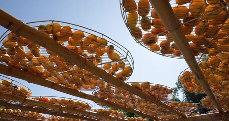 Wall Mural - Dry Persimmon fruit production under sunshine in factory