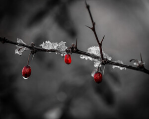 red berries on ice