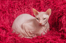 A Sphynx Cat Lies On A Red Blanket. The Cat Is Resting In A Chair At Home.