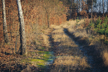 Wall Mural - Road in Popien Nature Reserve - a forest nature reserve in Jezow commune, Lodzkie Province, Poland