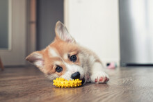 Adorable Little Puppy Welsh Corgi Pembroke Laying On The Floor And Play With Toy