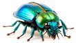 Beautiful Colorful Beetle on white background  Generative AI