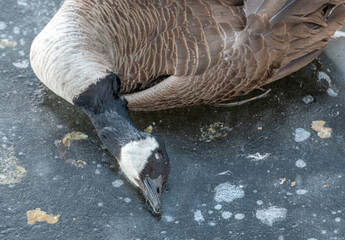 canada goose victim of the avian flu