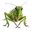 Closeup green grasshopper isolated PNG on transparent background