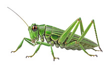 Closeup Green Grasshopper Isolated PNG On Transparent Background