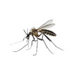 Detailed mosquito fly closeup PNG on transparent isolated background