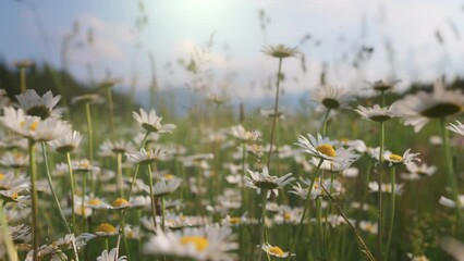 Aufkleber - Alpine field daisy flowers swaying in the wind. Camera moves over meadow dotted with daisies. Summer wild flowers