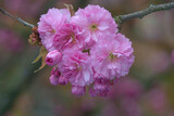 Fototapeta Kwiaty - Różowa broszka