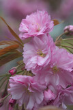 Fototapeta Kwiaty - Różowy bukiecik