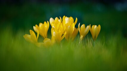 Poster - Wild Crocus on Green Grass