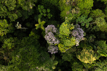 Wall Mural - Aerial of a tropical forest, a detailed close up of  a Arenillo tree, erisma uncinatum flowering with yellow and purple flowers