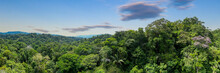 Stunning Aerial Panorama Of A Diverse Tropical Forest: Nature Background Showing The Biodiversity Of A Jungle With Many Different Trees And Palm Trees