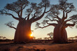 Leinwandbild Motiv African baobabs in the savannah at sunrise, generative AI