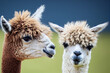 two alpacas are standing on a green meadow among green nature, generative AI
