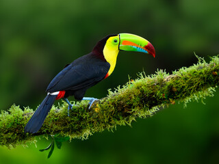 Keel-billed Toucan portrait on mossy stick against dark green background