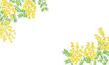水彩画。水彩タッチのミモザイラストベクターフレーム。ミモザのベクター背景。Watercolor. Mimosa Illustration Vector Frame With Watercolor Touch. Mimosa Vector Background.