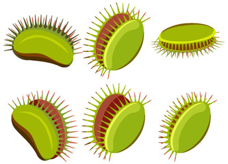Wall Mural - set of venus flytrap plants isolated