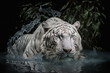 White tiger swims in the water