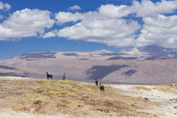 wild donkeys in las vegas de turi, alto loa