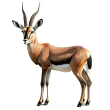 Antelope Free Stock Photo - Public Domain Pictures