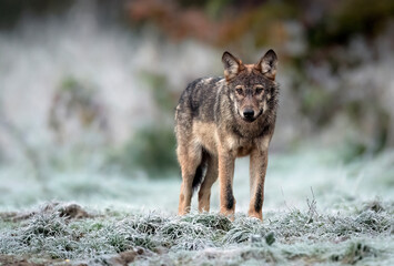 Wall Mural - Grey wolf ( Canis lupus ) close up