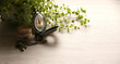 テーブルの上の緑の植物と懐中時計、ペペロミアジェミニ