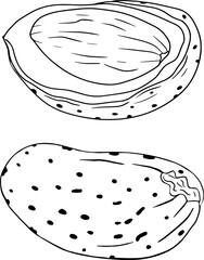 Almond. Vector hand drawn nuts. Coloring pages with different sort of nuns.