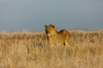 lion walking on the savannah