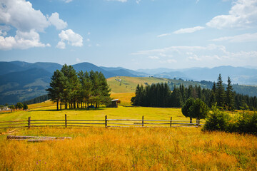 Affiche - Green rolling countryside in the morning light. Carpathian mountains, Ukraine.