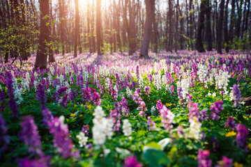 Autocollant - Picturesque spring glade in forest with flowering Corydalis cava.