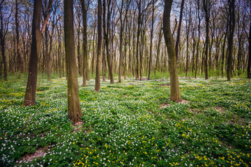 Autocollant - A picturesque spring glade in forest with fresh flowers in sunny day.