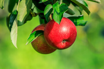 Wall Mural - Fresh apples grow on the tree in the orchard