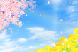 菜の花と太陽と虹＿青空に美しく華やかな花びら舞い散る春の桜フレーム背景素材