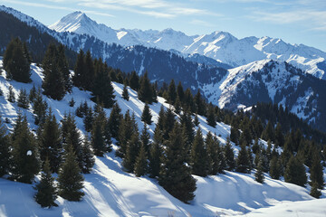 Wall Mural - Mountain slopes with spruce forest on snow-covered mountain slopes.