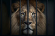 Portrait of lion behind bars in lattice cage. Concept Unlawful smuggling of exotic animals, illegal zoo. Generation AI