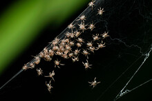 Orb Weaver Spiderlings, Neoscona Mukherjee, Pune, Maharashtra India 